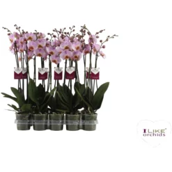 Orchidee, Phalaenopsis Hybriden »Chengdu«, Blüte: Rosa