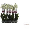 Orchidee, Phalaenopsis Hybriden »London«, Blüte: Weiß