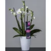 Orchidee, Phalaenopsis Hybriden »Showtime«, Blüte: Weiß -Wohnen Wohndeko Verkäufe unnamed file 5657