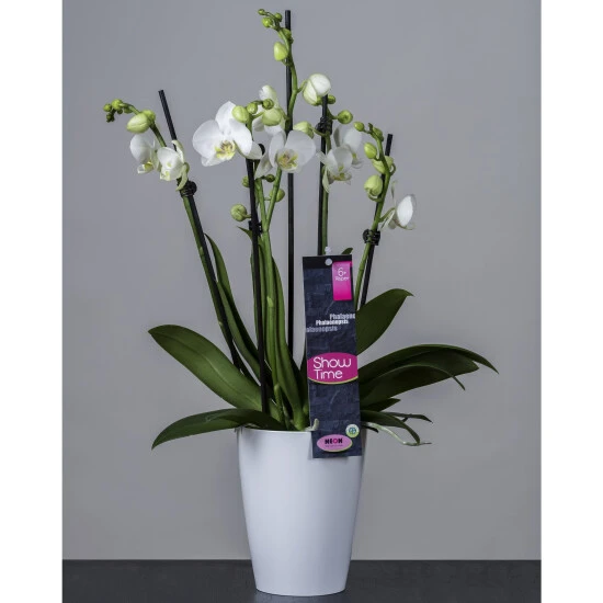 Orchidee, Phalaenopsis Hybriden »Showtime«, Blüte: Weiß 3 Orchidee, Phalaenopsis Hybriden »Showtime«, Blüte: Weiß