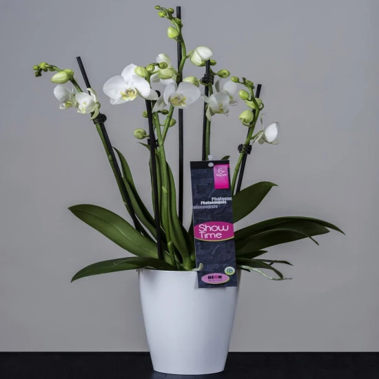 Orchidee, Phalaenopsis Hybriden »Showtime«, Blüte: Weiß 4 Orchidee, Phalaenopsis Hybriden »Showtime«, Blüte: Weiß – Bild 2