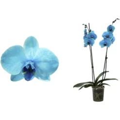 Orchidee, Phalaenopsis Hybriden »Royal Blue Lagoon«, Blüte: Zweifarbig
