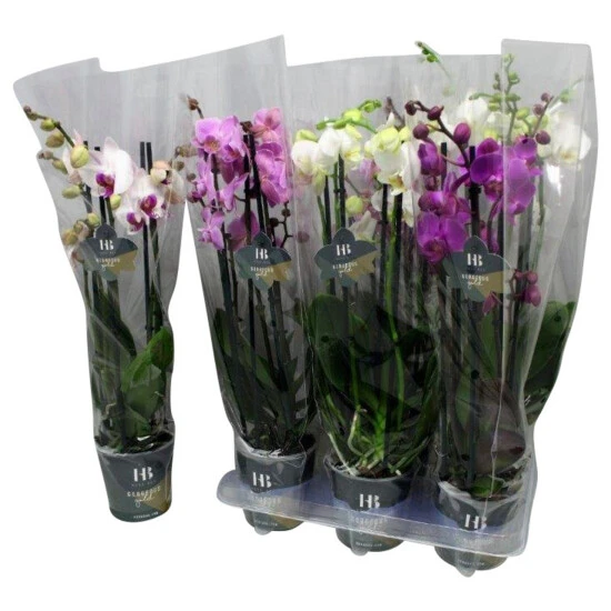 Orchidee, Phalaenopsis Hybriden, Blüte: Gemischt 3 Orchidee, Phalaenopsis Hybriden, Blüte: Gemischt