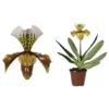 Frauenschuh, Paphiopedilum Hybriden »F1«, Blüte: Zweifarbig -Wohnen Wohndeko Verkäufe unnamed file 5665