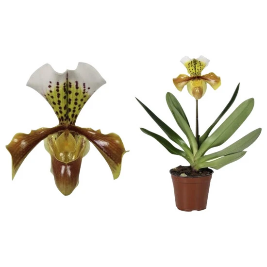 Frauenschuh, Paphiopedilum Hybriden »F1«, Blüte: Zweifarbig 3 Frauenschuh, Paphiopedilum Hybriden »F1«, Blüte: Zweifarbig
