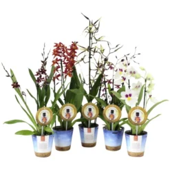 Orchidee Duft, Orchidea , Blüte: Mehrfarbig