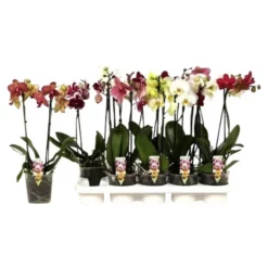 Orchidee, Phalaenopsis Hybriden, Blüte: Gemischt