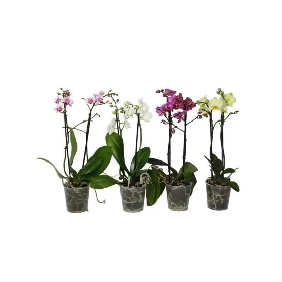 Orchidee, Phalaenopsis Hybriden, Blüte: Gemischt 3 Orchidee, Phalaenopsis Hybriden, Blüte: Gemischt