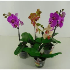 Orchidee, Phalaenopsis Hybriden, Blüte: Gemischt