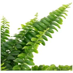 Gartenkrone Schwertfarn Nephrolepis Exaltata 'Green Lady' 25 Cm -Wohnen Wohndeko Verkäufe unnamed file 57