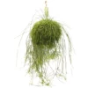 Korallenkaktus, Rhipsalis Cassutha, Farbe: Weiß, Farbe Blatt: Grün 2 Korallenkaktus, Rhipsalis Cassutha, Farbe: Weiß, Farbe Blatt: Grün -Wohnen Wohndeko Verkäufe unnamed file 5709
