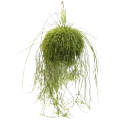 Korallenkaktus, Rhipsalis Cassutha, Farbe: Weiß, Farbe Blatt: Grün