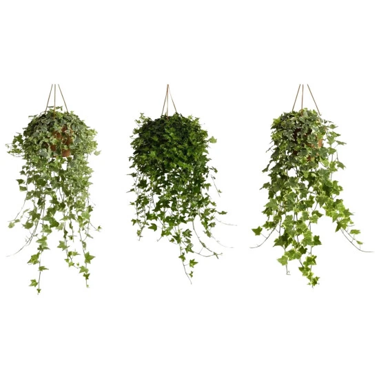 Gartenkrone Efeu-Ampel, Hedera Helix, Farbe Blatt: Zweifarbig 3 Gartenkrone Efeu-Ampel, Hedera Helix, Farbe Blatt: Zweifarbig