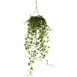 Gartenkrone Efeu-Ampel, Hedera Helix, Farbe Blatt: Zweifarbig 10 Gartenkrone Efeu-Ampel, Hedera Helix, Farbe Blatt: Zweifarbig -Wohnen Wohndeko Verkäufe unnamed file 5712