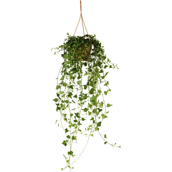 Gartenkrone Efeu-Ampel, Hedera Helix, Farbe Blatt: Zweifarbig 4 Gartenkrone Efeu-Ampel, Hedera Helix, Farbe Blatt: Zweifarbig – Bild 2