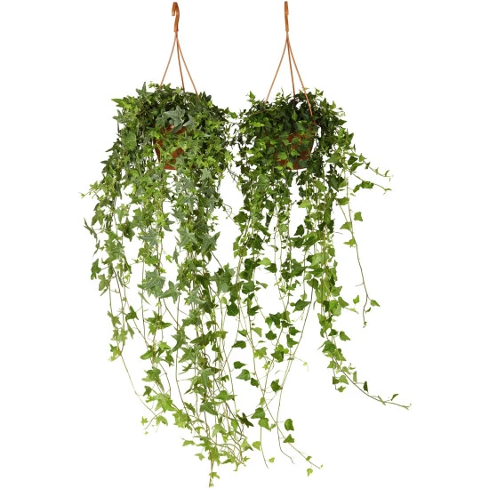 Gartenkrone Efeu-Ampel, Hedera Helix, Farbe Blatt: Zweifarbig 5 Gartenkrone Efeu-Ampel, Hedera Helix, Farbe Blatt: Zweifarbig – Bild 3