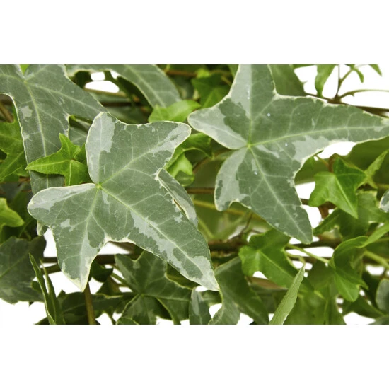 Gartenkrone Efeu-Ampel, Hedera Helix, Farbe Blatt: Zweifarbig 6 Gartenkrone Efeu-Ampel, Hedera Helix, Farbe Blatt: Zweifarbig – Bild 4