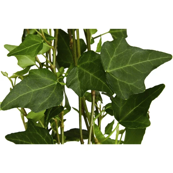 Gartenkrone Efeu-Ampel, Hedera Helix, Farbe Blatt: Zweifarbig 8 Gartenkrone Efeu-Ampel, Hedera Helix, Farbe Blatt: Zweifarbig – Bild 6