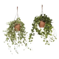 Gartenkrone Efeu-Ampel, Hedera Helix, Farbe Blatt: Zweifarbig 15 Gartenkrone Efeu-Ampel, Hedera Helix, Farbe Blatt: Zweifarbig -Wohnen Wohndeko Verkäufe unnamed file 5717