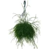 Korallenkaktus, Rhipsalis Hybrid, Farbe Blatt: Grün 1 Korallenkaktus, Rhipsalis Hybrid, Farbe Blatt: Grün -Wohnen Wohndeko Verkäufe unnamed file 5720