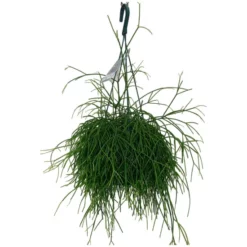 Korallenkaktus, Rhipsalis Hybrid, Farbe Blatt: Grün