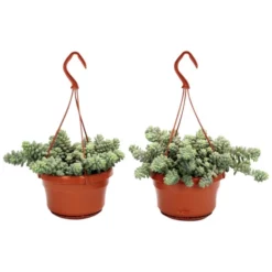 Fette Henne-Ampel, Sedum Morganianum »Burrito«, Farbe Blatt: Grün