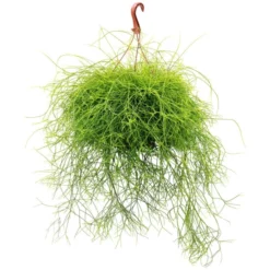 Flowerbox Korallenkaktus, Rhipsalis Cassutha, Mit Blüten, Farbe: Weiß, Farbe Blatt: Grün