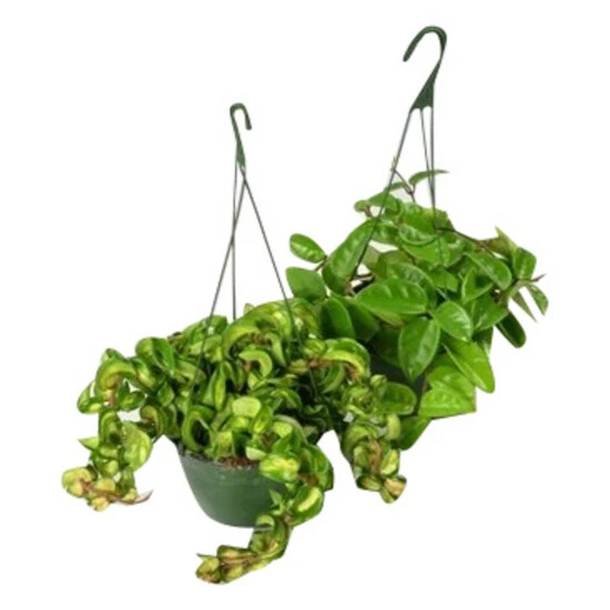 Wachsblume-Ampel, Hoya Mix, Farbe Blatt: Grün 4 Wachsblume-Ampel, Hoya Mix, Farbe Blatt: Grün – Bild 2