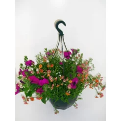 Beet- Und Balkonpflanzen, »Sommertraum«, Mit Blüten