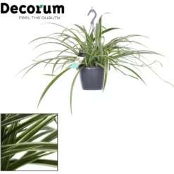 Grünlilie, Chlorophytum Comosum, Farbe Blatt: Weiß/bunt