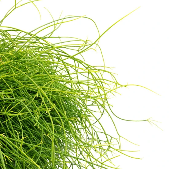 Flowerbox Korallenkaktus, Rhipsalis Cassutha, Mit Blüten, Farbe: Weiß, Farbe Blatt: Grün 4 Flowerbox Korallenkaktus, Rhipsalis Cassutha, Mit Blüten, Farbe: Weiß, Farbe Blatt: Grün – Bild 2