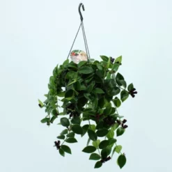 Schamblume-Ampel, Aeschynanthus Speciosus »Mona Lisa«, Mit Blüten, Farbe: Rot, Farbe Blatt: Grün