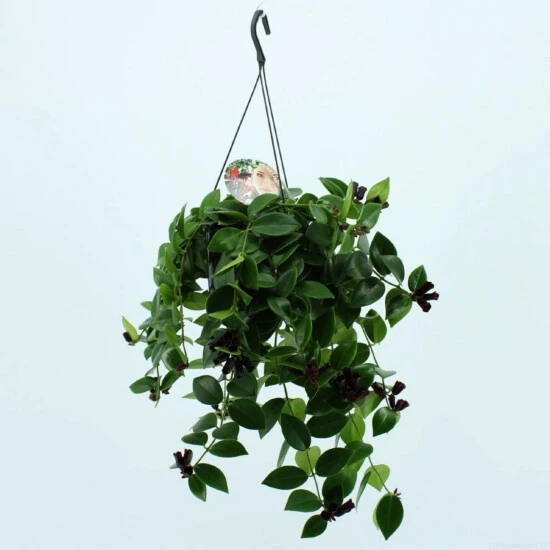 Schamblume-Ampel, Aeschynanthus Speciosus »Mona Lisa«, Mit Blüten, Farbe: Rot, Farbe Blatt: Grün 3 Schamblume-Ampel, Aeschynanthus Speciosus »Mona Lisa«, Mit Blüten, Farbe: Rot, Farbe Blatt: Grün