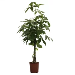 Flowerbox Zimmerpflanze, Glückskastanie Mit Geflochtenem Stamm - Pachira Aquatica - Höhe Ca. 140 Cm