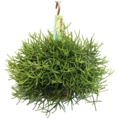 Korallenkaktus, Rhipsalis Heteroclada, Farbe: Weiß, Farbe Blatt: Grün