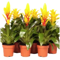 Gartenkrone Bromelie, Bromelia Mix, Gelb, In Topf