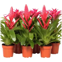 Gartenkrone Bromelie, Bromelia Mix, Rosa, In Topf