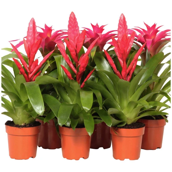 Gartenkrone Bromelie, Bromelia Mix, Rosa, In Topf 3 Gartenkrone Bromelie, Bromelia Mix, Rosa, In Topf
