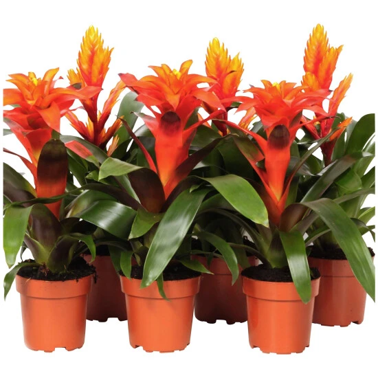 Gartenkrone Bromelie, Bromelia Mix, Orange, In Topf 3 Gartenkrone Bromelie, Bromelia Mix, Orange, In Topf