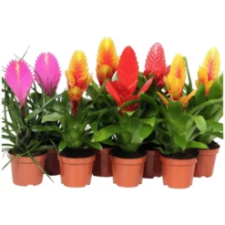 Gartenkrone Vriesea, Vriesea Hybriden, Mehrfarbig