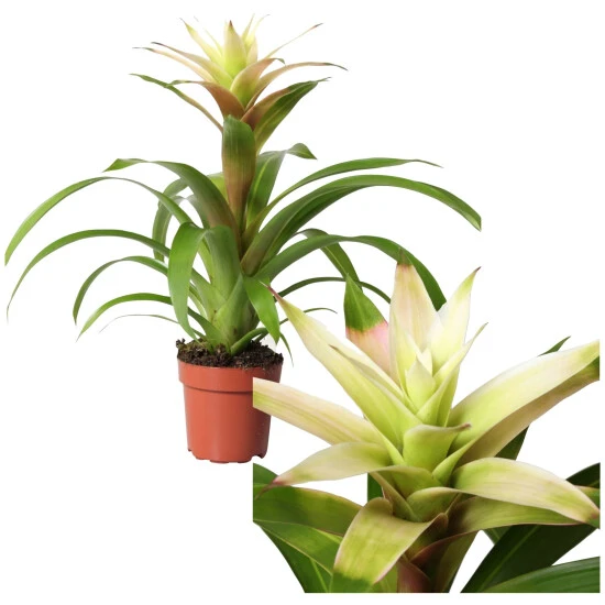 Gartenkrone Bromelie, Bromelia Mix, Weiß, In Topf 3 Gartenkrone Bromelie, Bromelia Mix, Weiß, In Topf