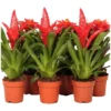 Gartenkrone Bromelie, Bromelia Mix, Rot, In Topf
