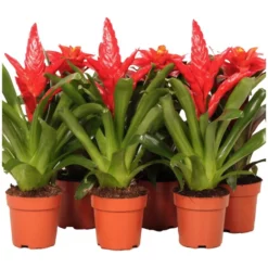 Gartenkrone Bromelie, Bromelia Mix, Rot, In Topf
