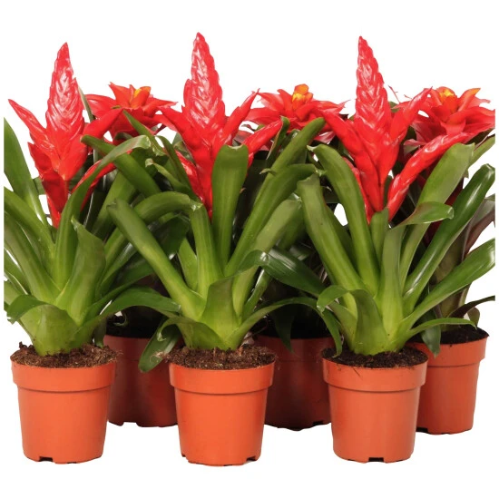 Gartenkrone Bromelie, Bromelia Mix, Rot, In Topf 3 Gartenkrone Bromelie, Bromelia Mix, Rot, In Topf