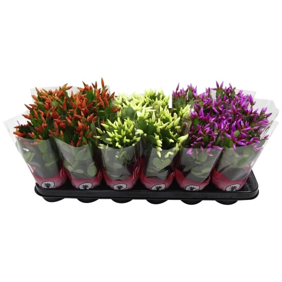 Osterkaktus, Rhipsalidopsis Hybrid, Grün 3 Osterkaktus, Rhipsalidopsis Hybrid, Grün