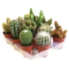 Kaktus, »Mix«, Grün -Wohnen Wohndeko Verkäufe unnamed file 5774