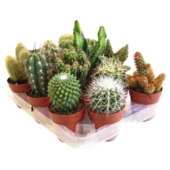 Kaktus, »Mix«, Grün