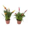Vriesee, Vriesea Hybriden »Multiflower«, Zweifarbig, In Topf