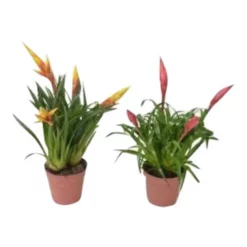 Vriesee, Vriesea Hybriden »Multiflower«, Zweifarbig, In Topf