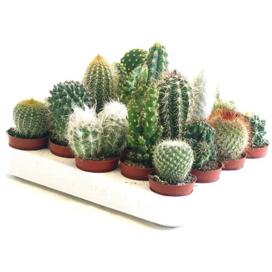 Kaktus, »Mix«, Grün 3 Kaktus, »Mix«, Grün